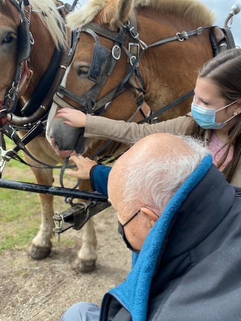 petting horses